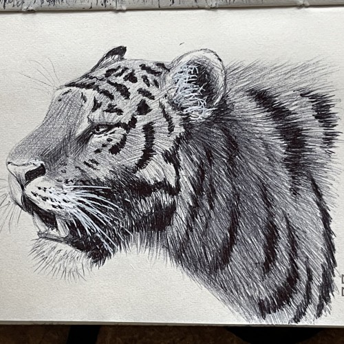 Inktober 2023 Day 22 Tiger