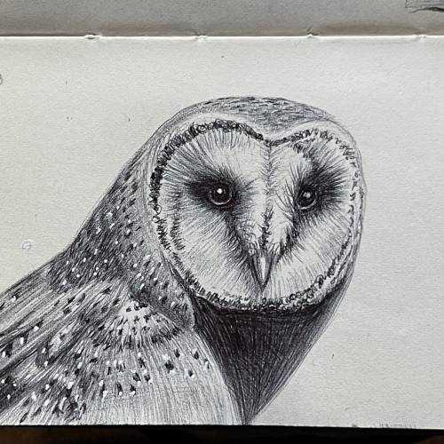 Inktober 2023 Day 26 Barn Owl