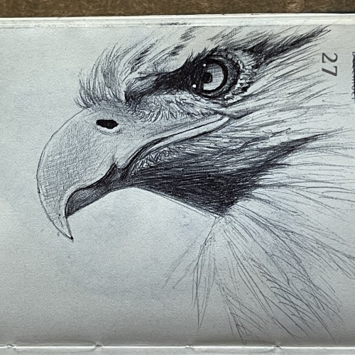 Inktober 2023 Day 27 Eagle
