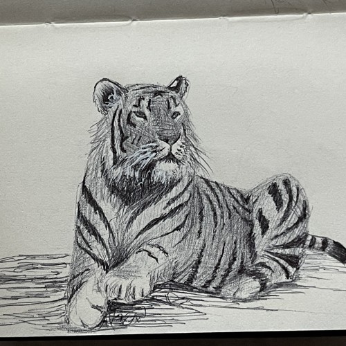 Inktober 2023 Day 22 Tiger2