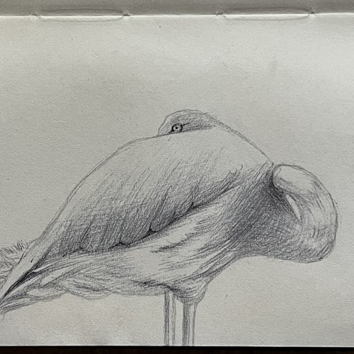Inktober 2023 Day 30 Flamingo