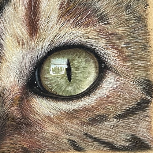 Cats Eye