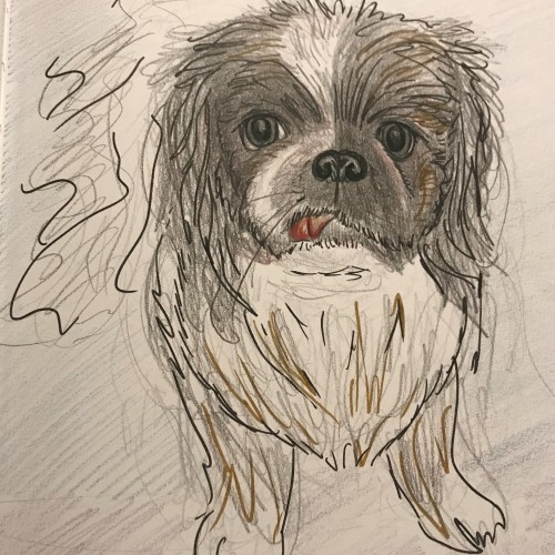 Scribble Pet Portrait