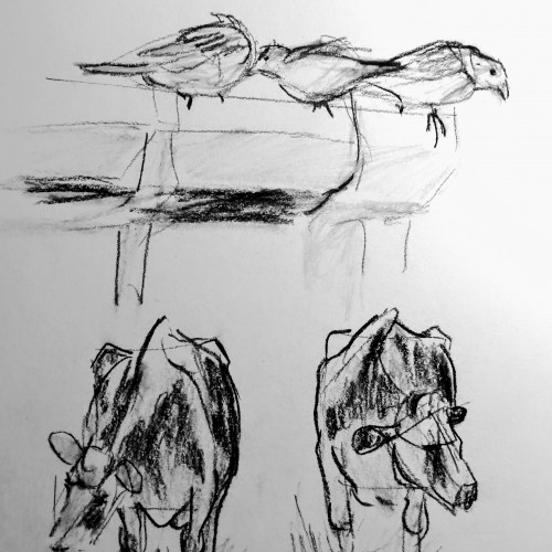 Cows and birds quick sketches