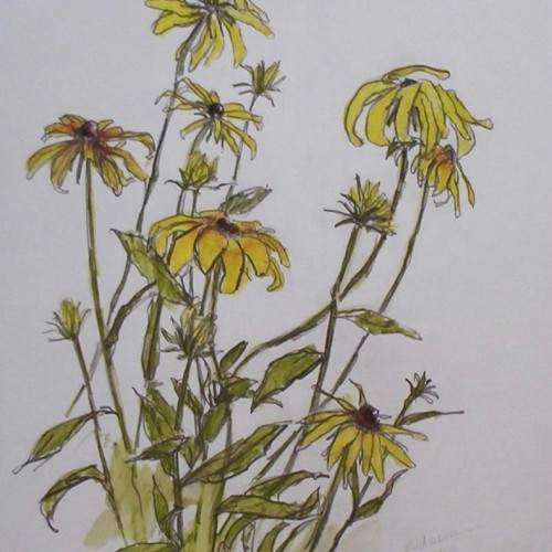 Rudbeckia