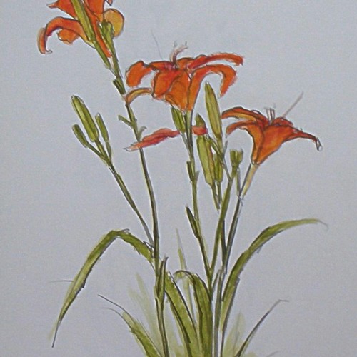 Day Lilies - common and beautiful