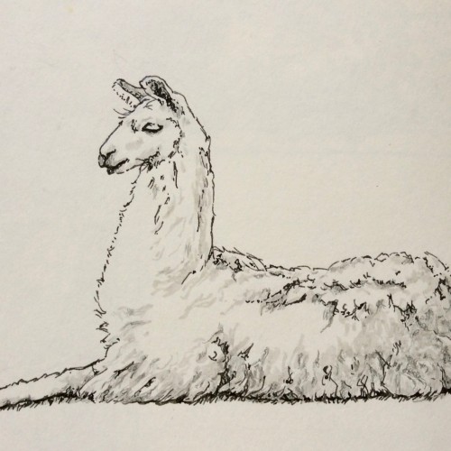 Alpaca