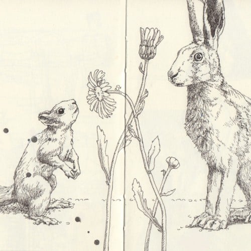 Squirrel and Hare