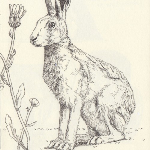 the Hare (detail)