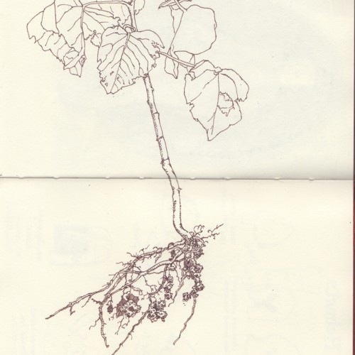 Sapling study