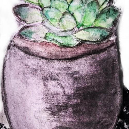 Succulent Plant