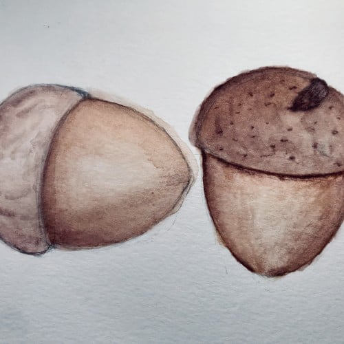 Acorns