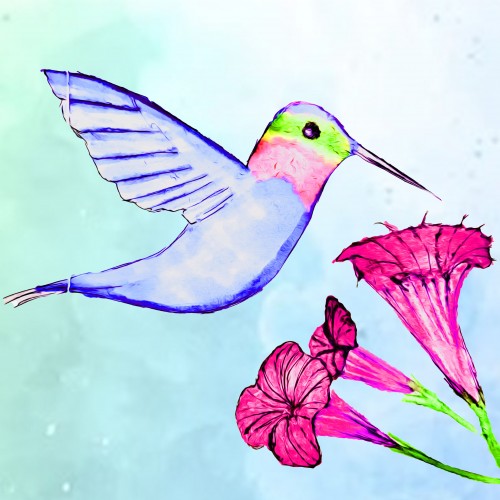 Humming Bird