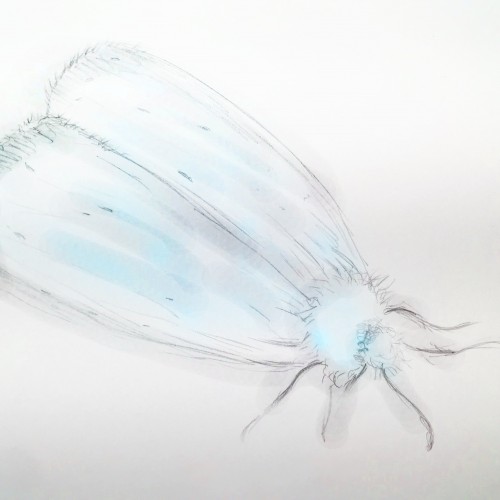 Blue Hue :Moth