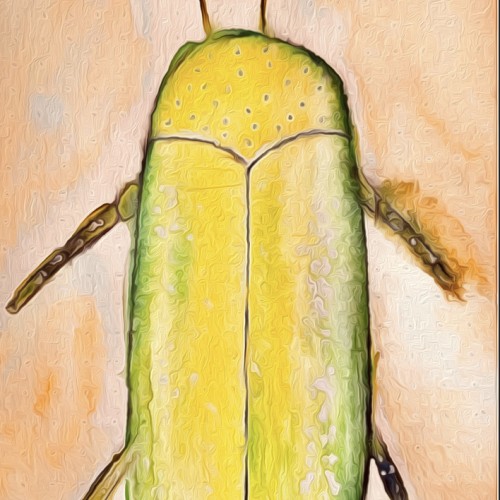 Beetle