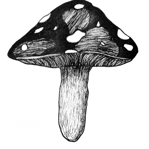 Pen and Ink Mushroom
