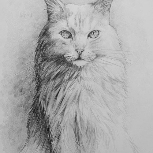 Turkish angora