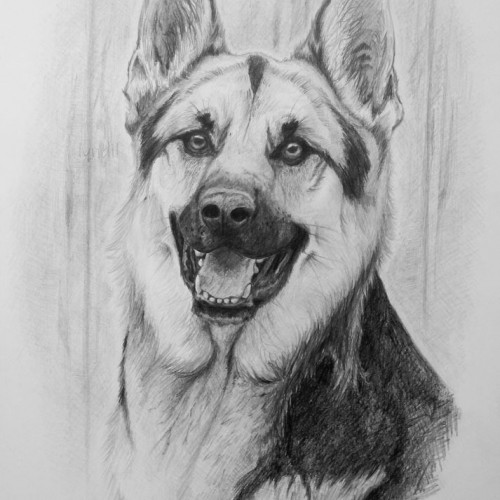 German shepherd portrait