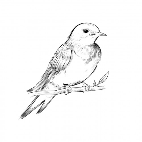 Bird Sketch