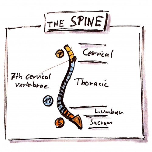 The Spine