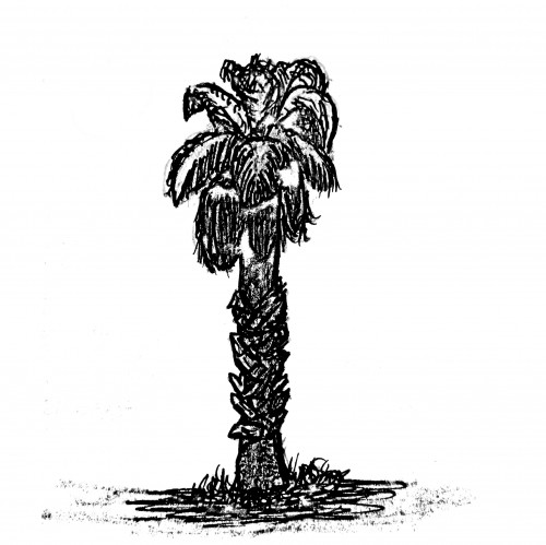 Palm Tree