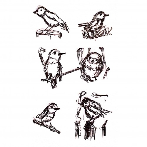 Robin