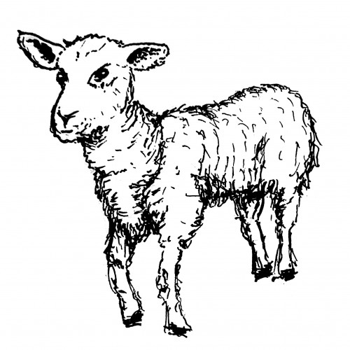Lamb
