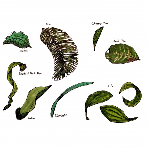 Leaf Study