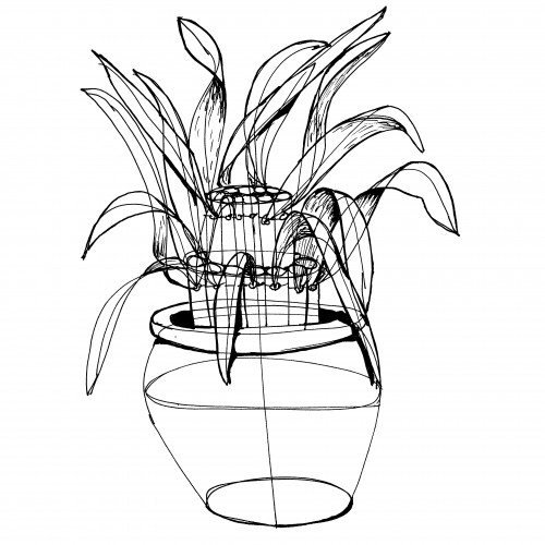 Lucky Bamboo