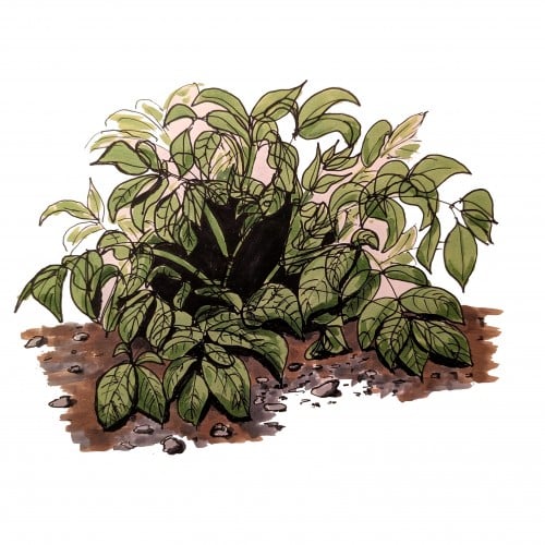 Patato Plant