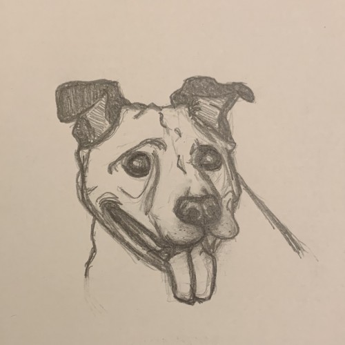 I drew my friends dog