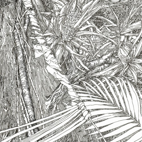 Jungle Ferns