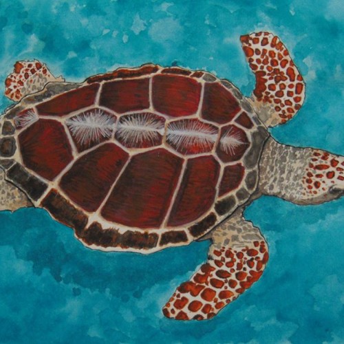 Sea Turtle