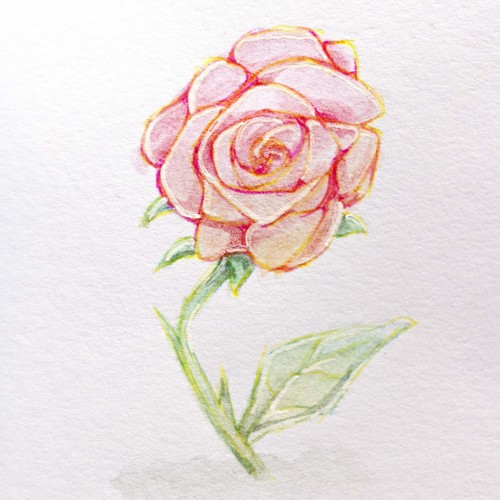 Rose