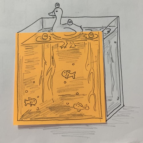 Duck and birbs go swimming in a fish tank