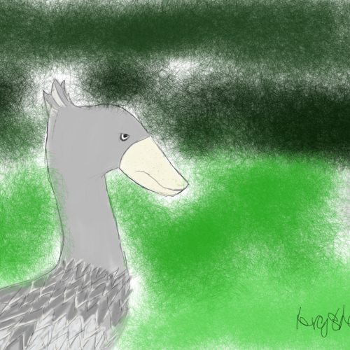 Shoebill