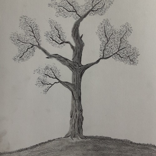 pencil drawing of tree