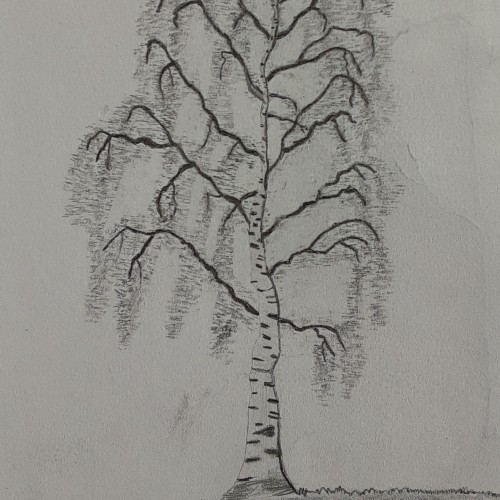 A birch tree drawing