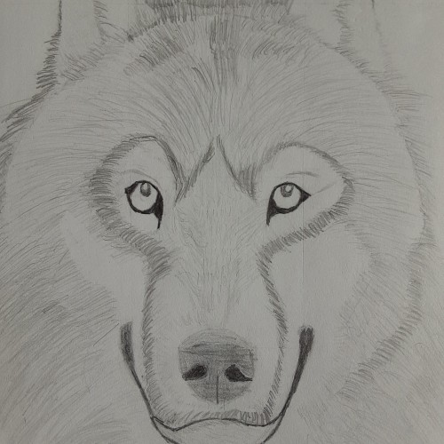 wolf drawing