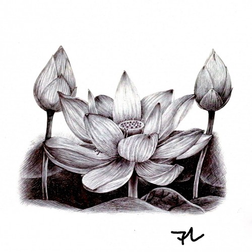 The lotus