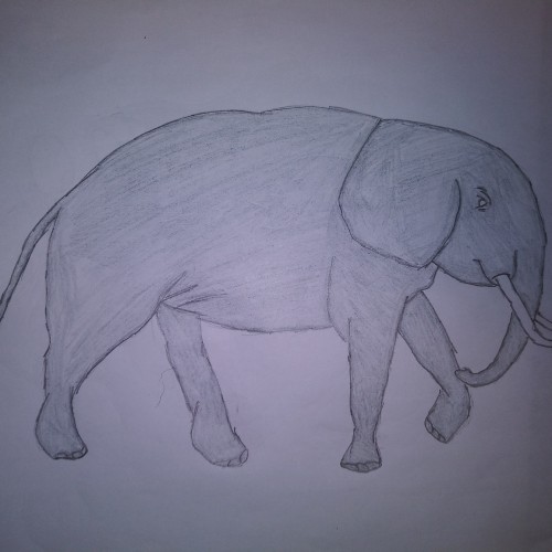 Elephant