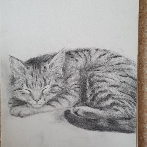 Sleeping cat, pencil