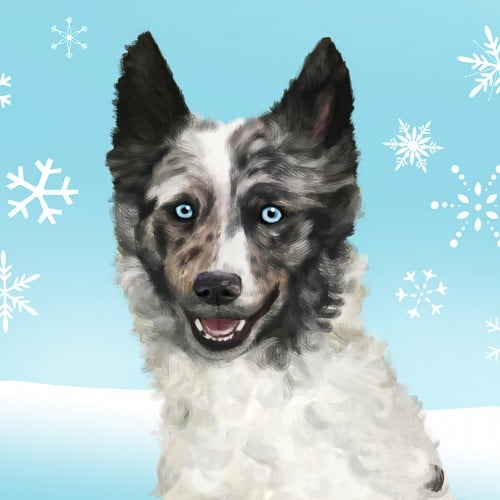 Ice - Holiday portrait of a mudi dog