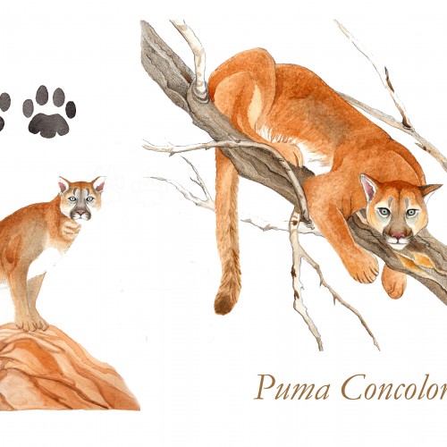 Puma Concolor