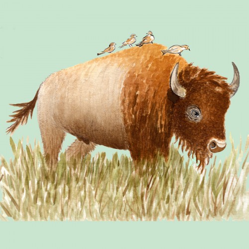 Bison