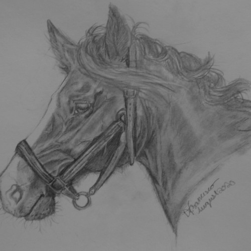 Horse drawing