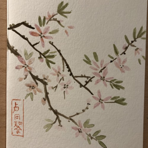 Pink Blossoms