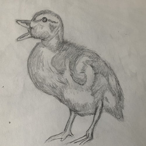 Duckling