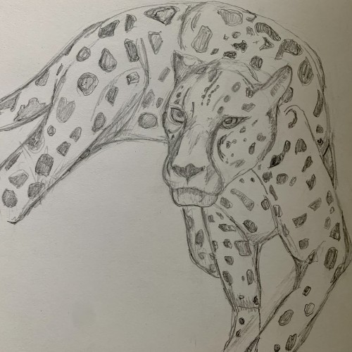 Leopard