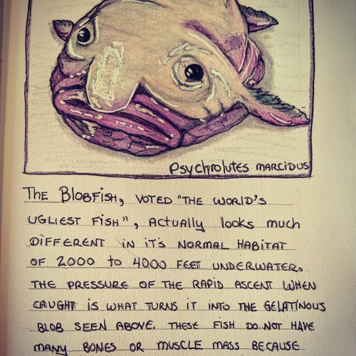 Far Out Fauna Series: Blobfish